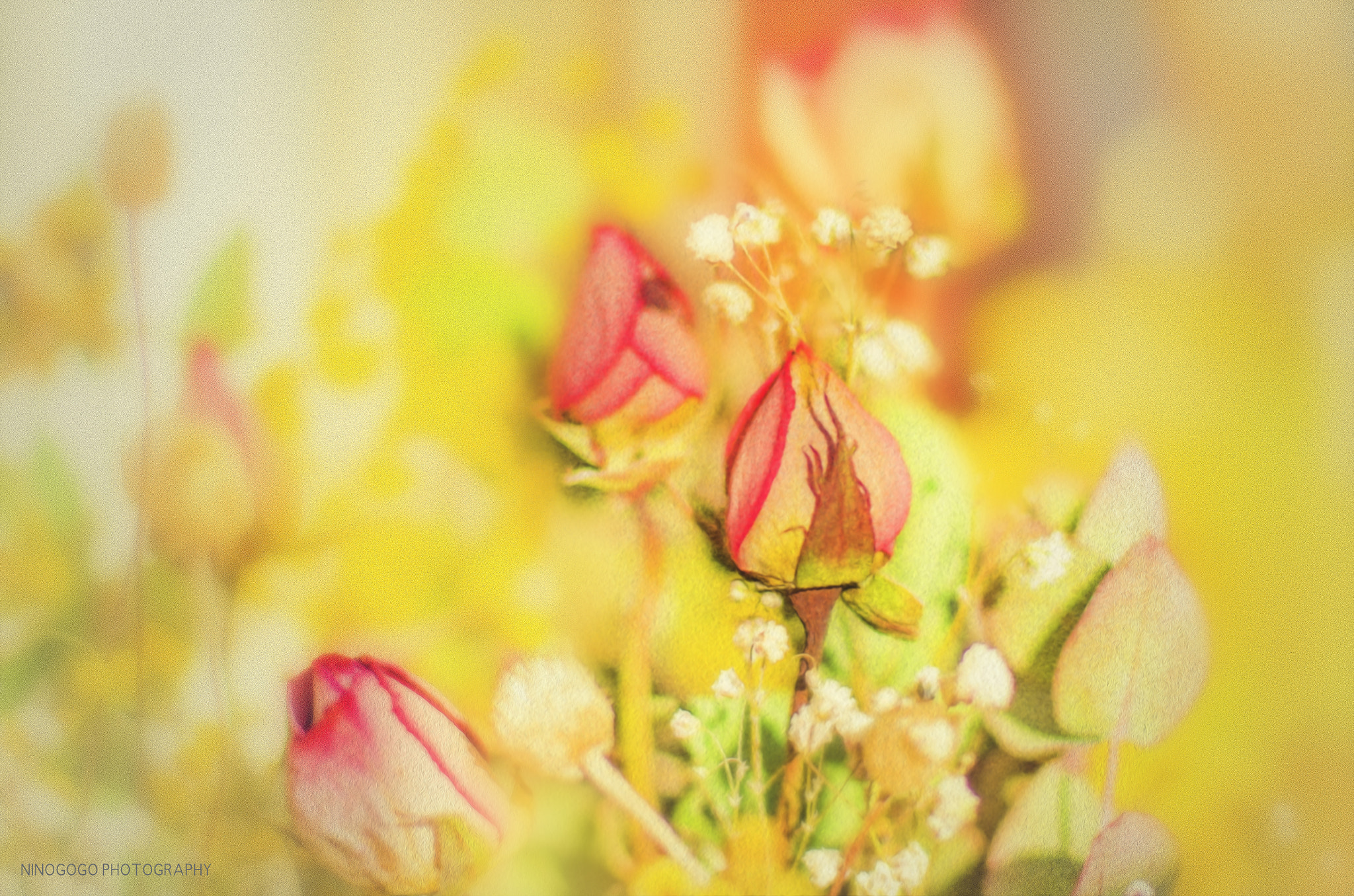 Nikon D7000 + Nikon AF Nikkor 50mm F1.4D sample photo. Old retro roses photography