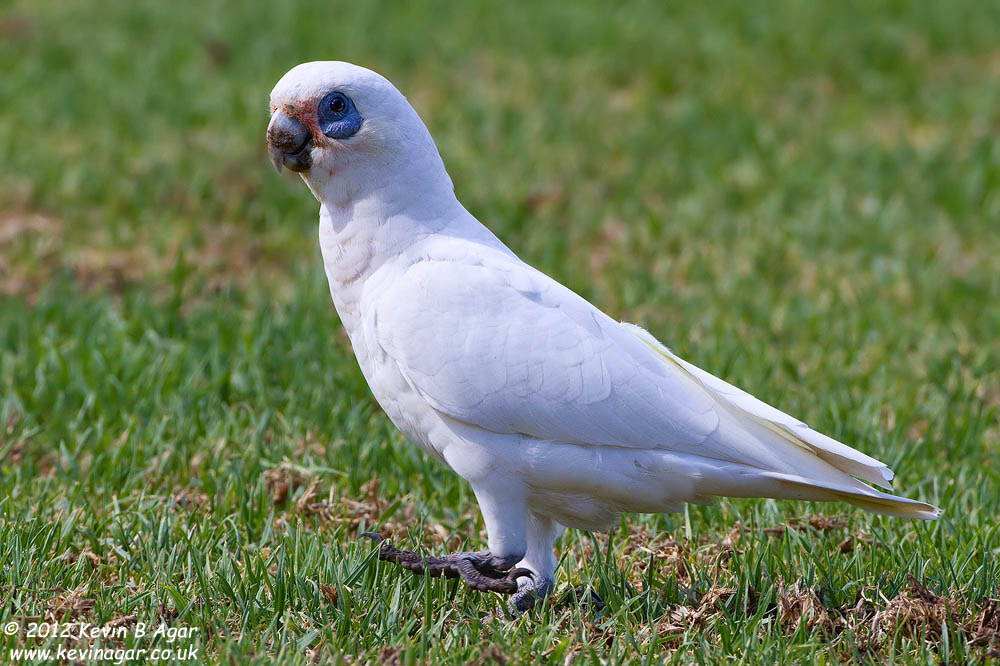 Canon EOS 7D + Canon EF 500mm F4L IS USM sample photo. Little corella photography