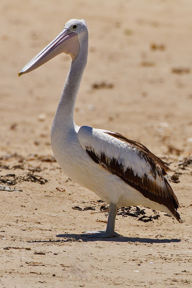 Canon EOS 7D + Canon EF 500mm F4L IS USM sample photo. Australian pelican photography