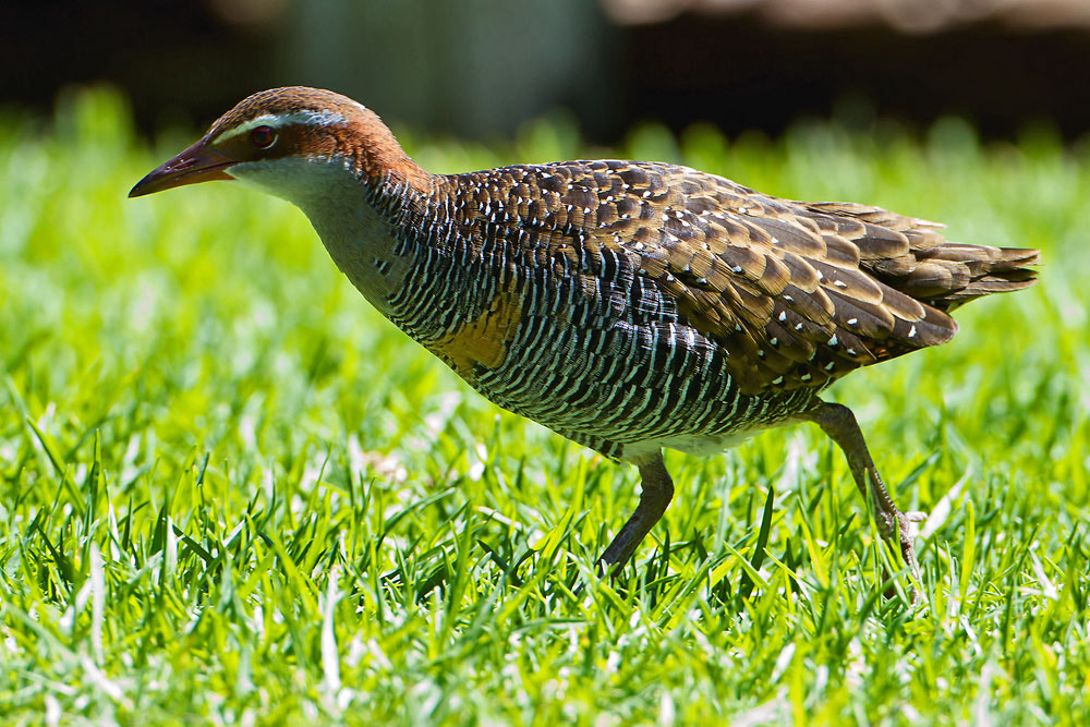 Canon EOS 7D + Canon EF 500mm F4L IS USM sample photo. Buff-breasted rail photography