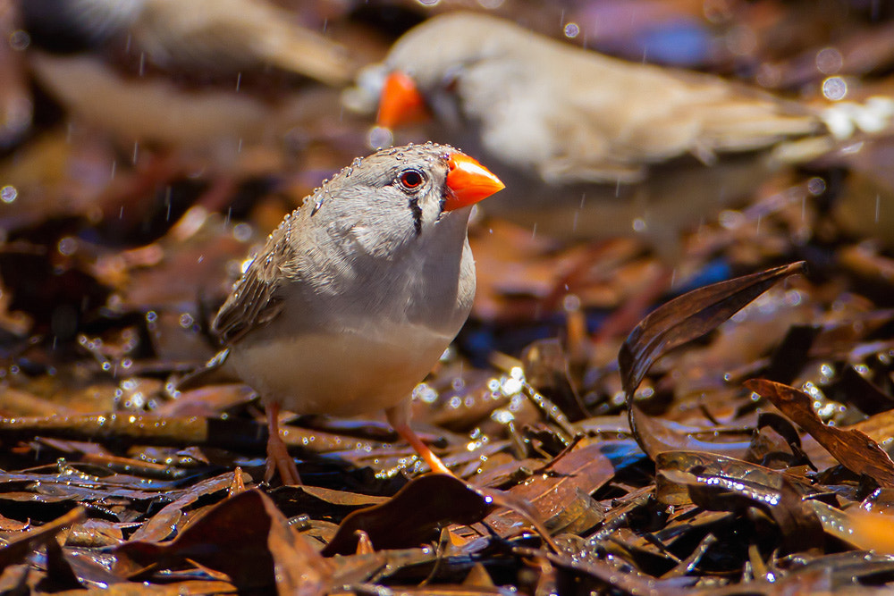 Canon EOS 7D + Canon EF 500mm F4L IS USM sample photo. Zebra finch photography