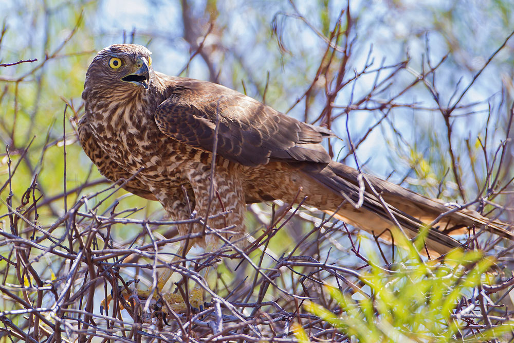 Canon EOS 7D + Canon EF 500mm F4L IS USM sample photo. Brown goshawk photography