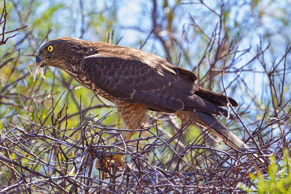 Canon EOS 7D + Canon EF 500mm F4L IS USM sample photo. Brown goshawk photography