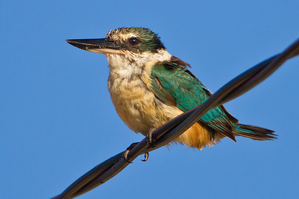 Canon EF 500mm F4L IS USM sample photo. Sacred kingfisher photography