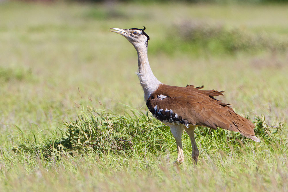 Canon EOS 7D + Canon EF 500mm F4L IS USM sample photo. Australian bustard photography