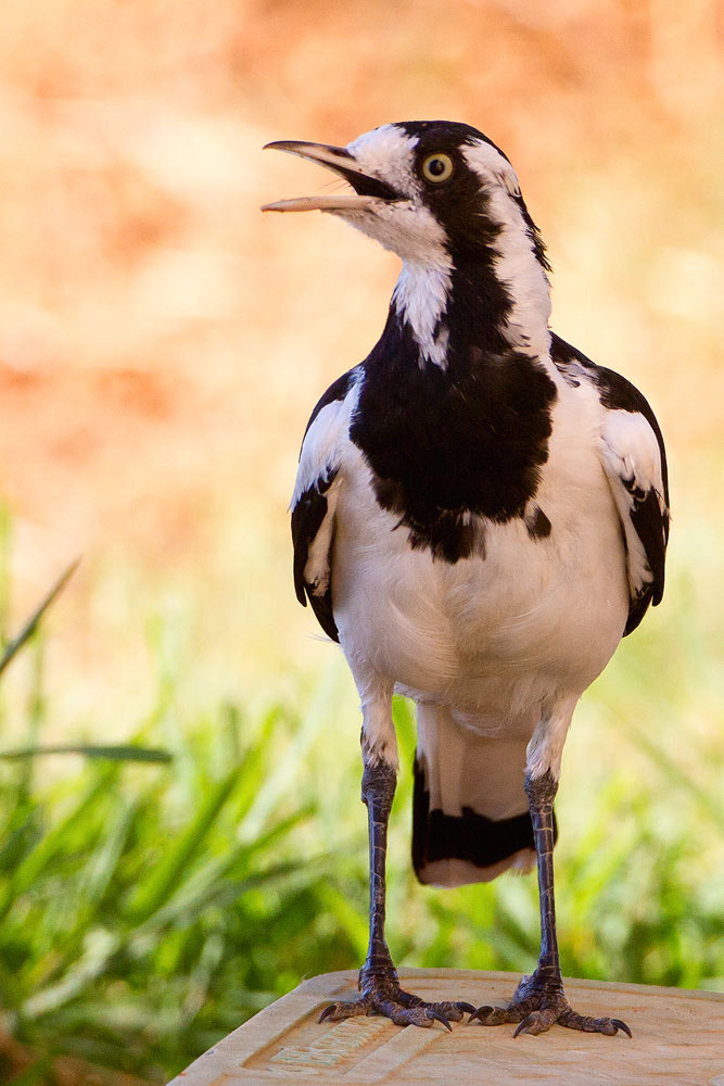Canon EOS 7D + Canon EF 500mm F4L IS USM sample photo. Magpie lark photography