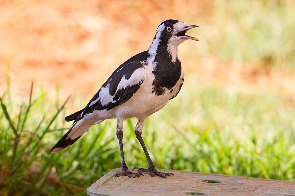 Canon EOS 7D + Canon EF 500mm F4L IS USM sample photo. Magpie lark photography