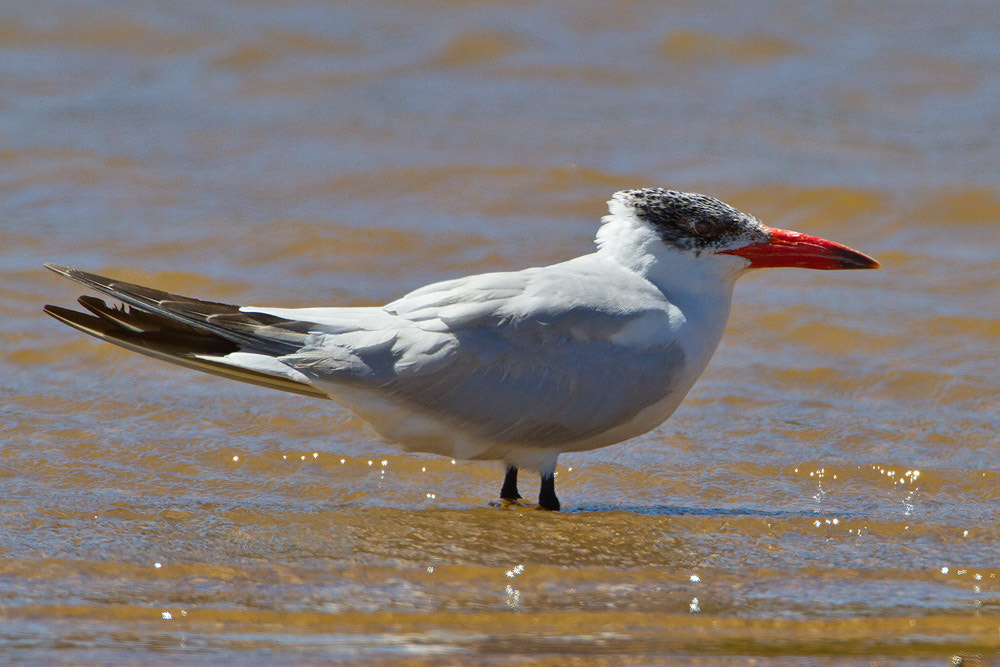 Canon EOS 7D + Canon EF 500mm F4L IS USM sample photo. Caspian tern photography