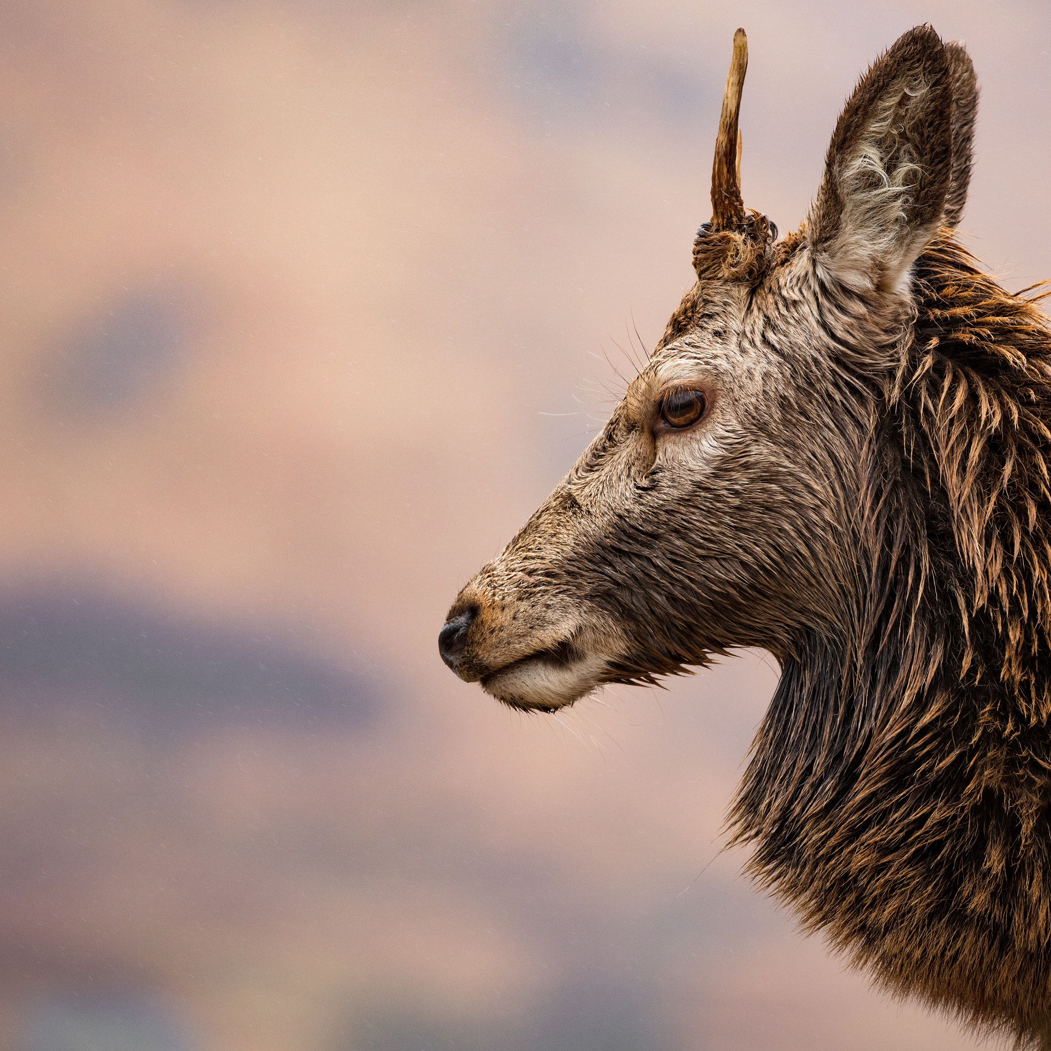 Canon EOS 5DS R sample photo. Highland buck photography