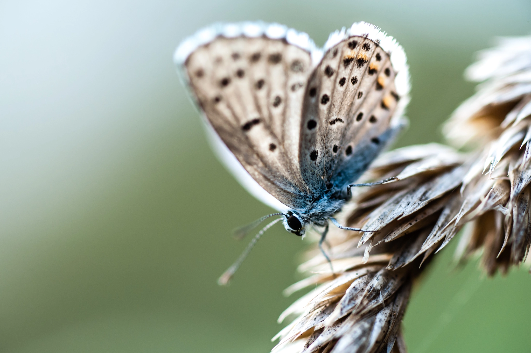 Nikon D700 + Nikon AF-S Micro-Nikkor 105mm F2.8G IF-ED VR sample photo. Common blue butterfly photography