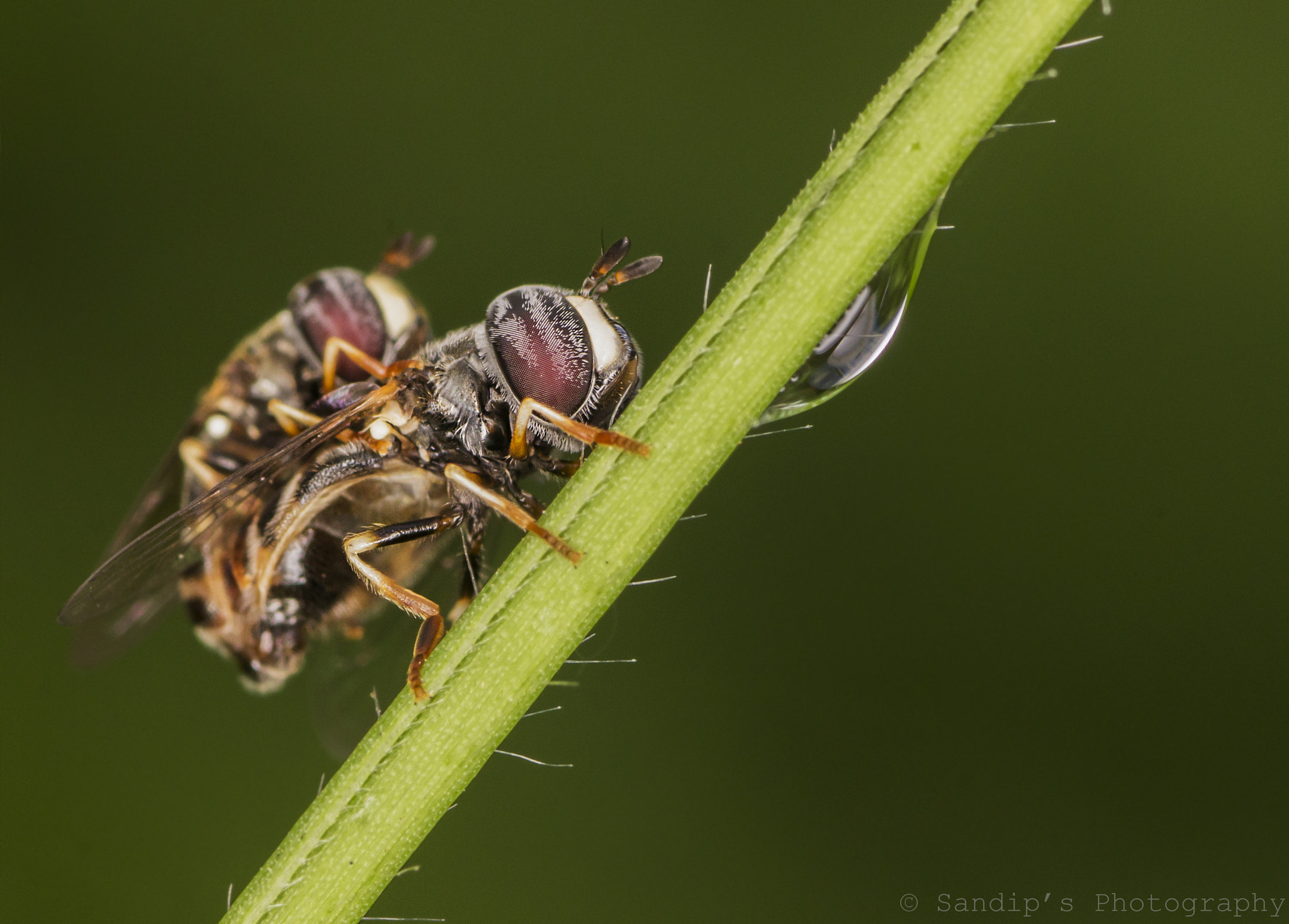 Canon EOS 600D (Rebel EOS T3i / EOS Kiss X5) + Tamron SP AF 90mm F2.8 Di Macro sample photo. Love in the air.... photography
