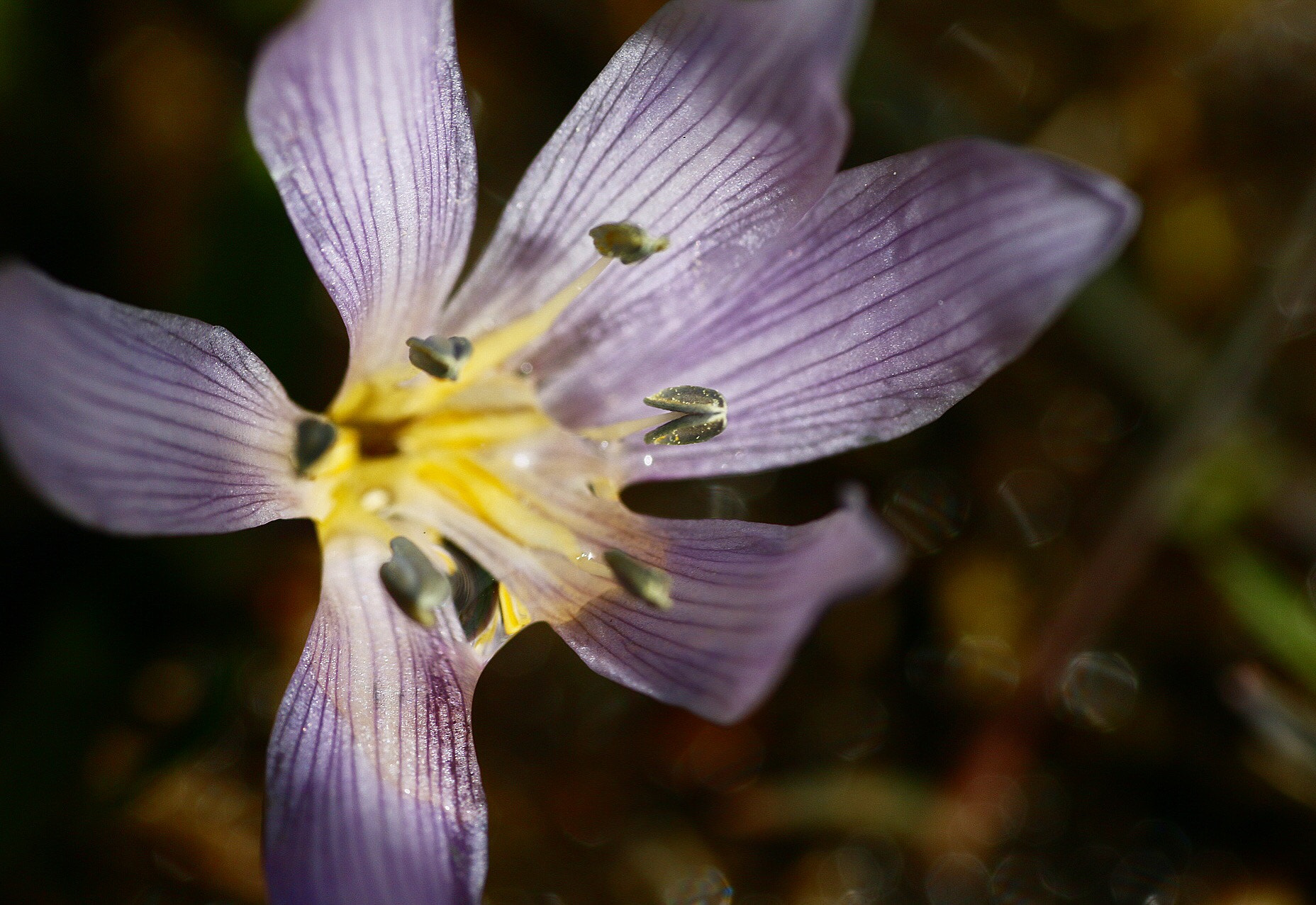 Canon EF 90-300mm F4.5-5.6 sample photo. Leaning to sun photography