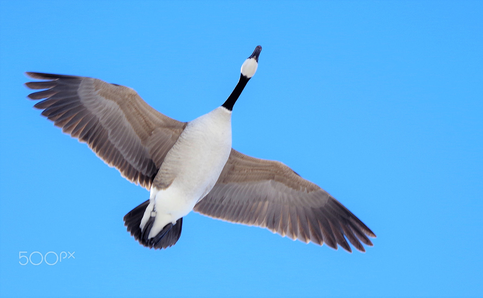 smc PENTAX-DA L 55-300mm F4-5.8 ED sample photo. Flight photography