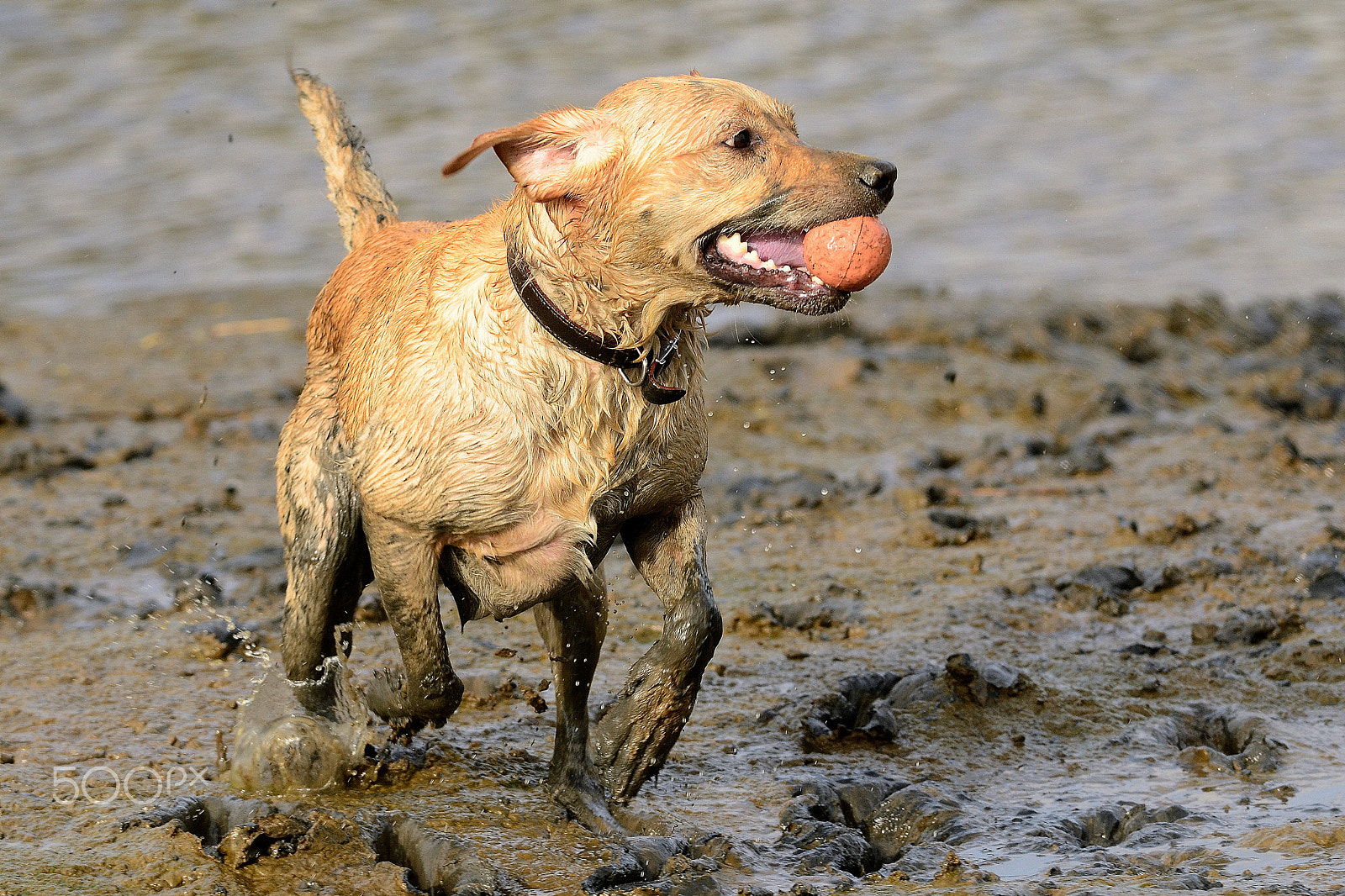 Nikon D7000 + Nikon AF-S Nikkor 300mm F4D ED-IF sample photo. Muddy labrador photography