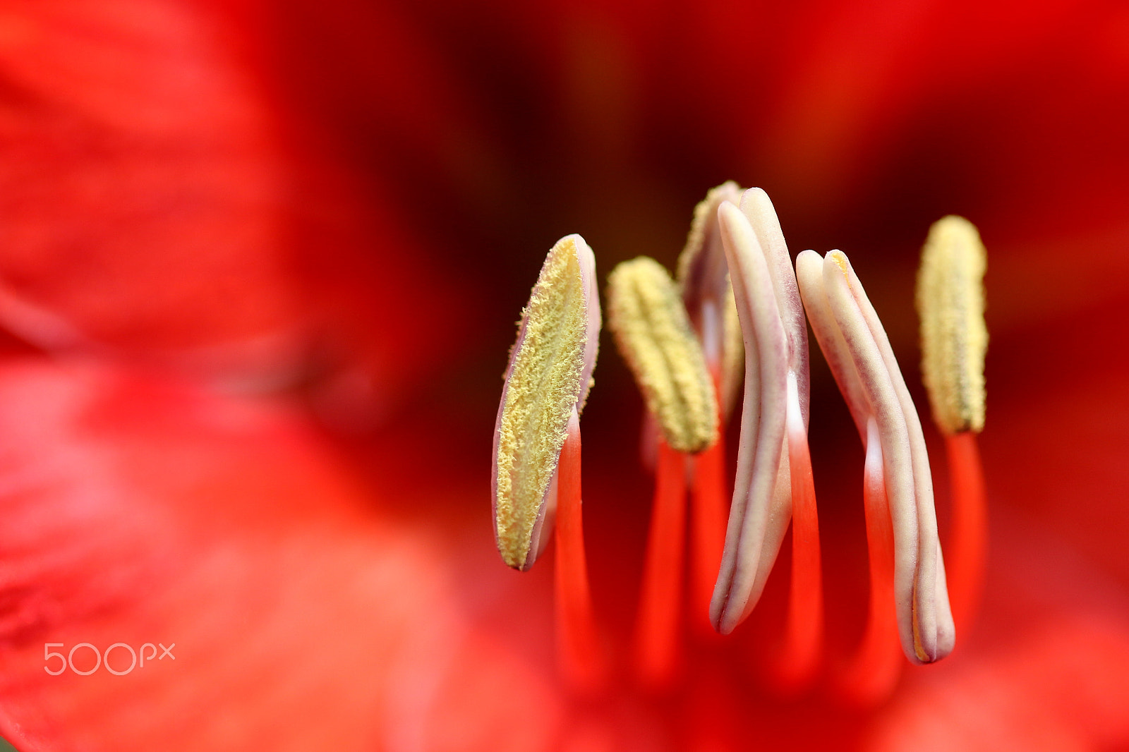 Canon EF 100mm F2.8 Macro USM sample photo. Pollen on the menu photography
