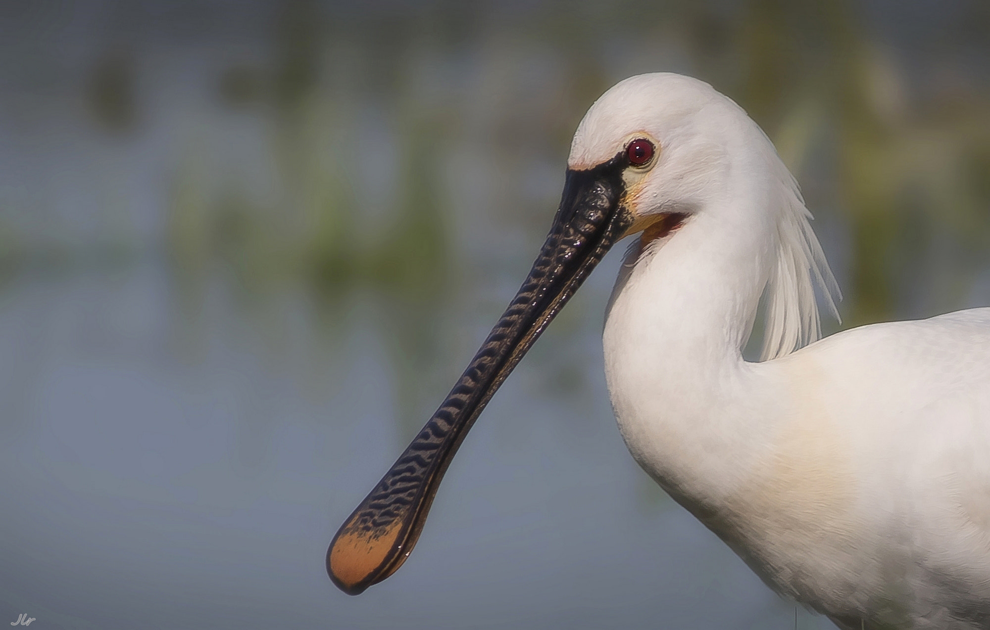 Canon EF 300mm f/2.8L + 1.4x sample photo. Platalea leucoradia photography