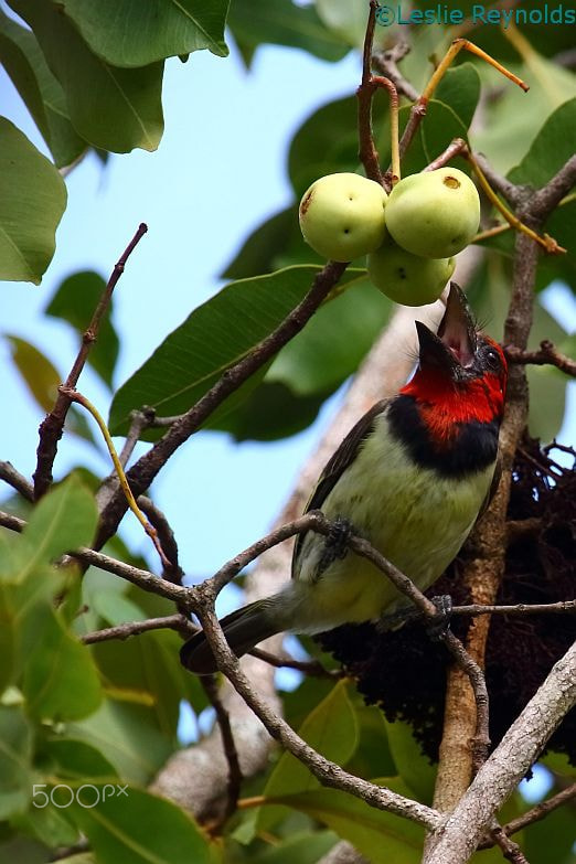 Canon EOS 700D (EOS Rebel T5i / EOS Kiss X7i) sample photo. Black collared barbet photography