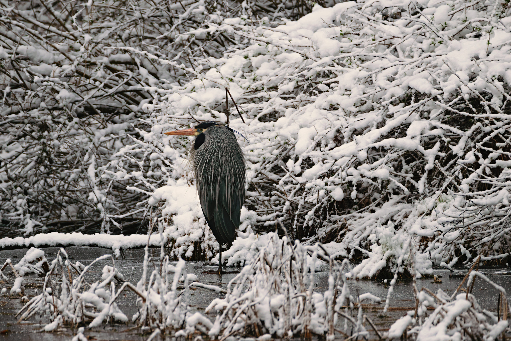 Sigma 150-600mm F5-6.3 DG OS HSM | C sample photo. Hermit in snow photography