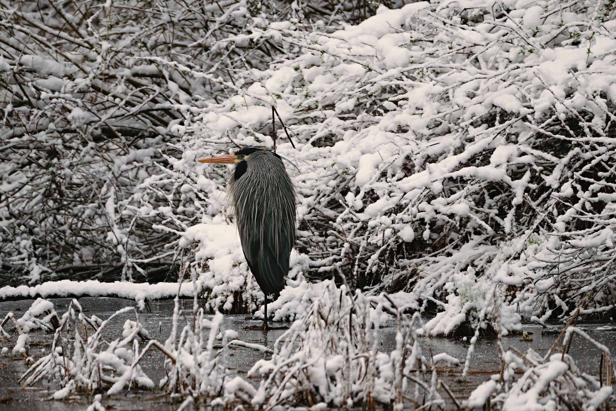 Nikon D3300 + Sigma 150-600mm F5-6.3 DG OS HSM | C sample photo. Hermit in snow photography