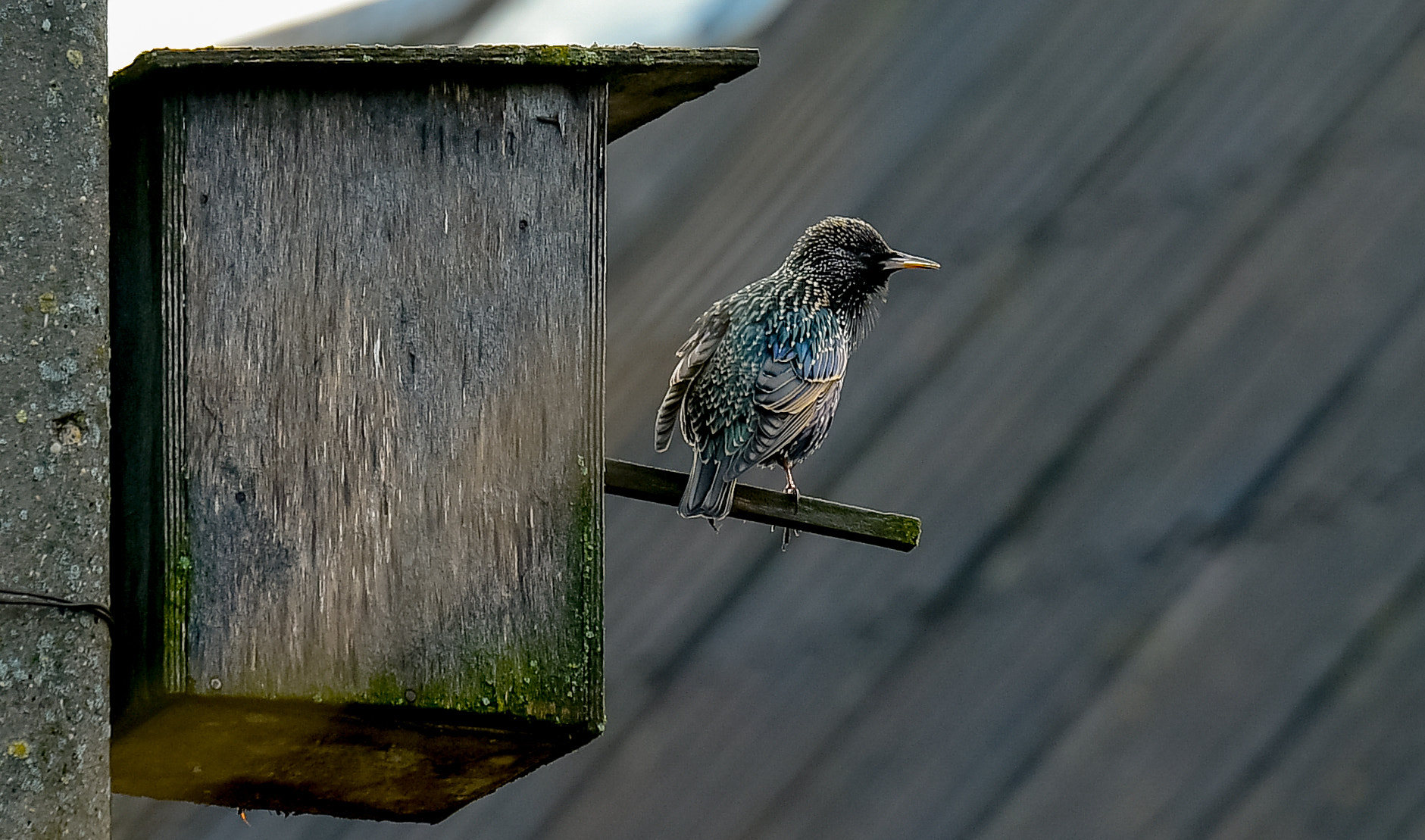 Tamron SP 70-200mm F2.8 Di VC USD sample photo. Mix photography
