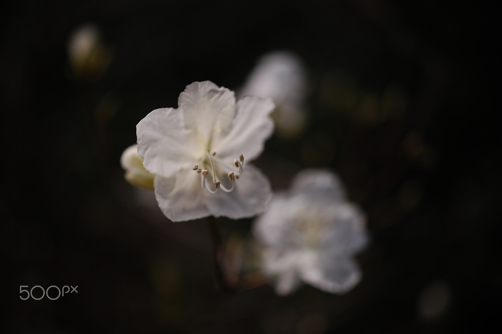 Nikon D700 + Nikon AF-S Micro-Nikkor 60mm F2.8G ED sample photo. 花図譜　彌生 photography