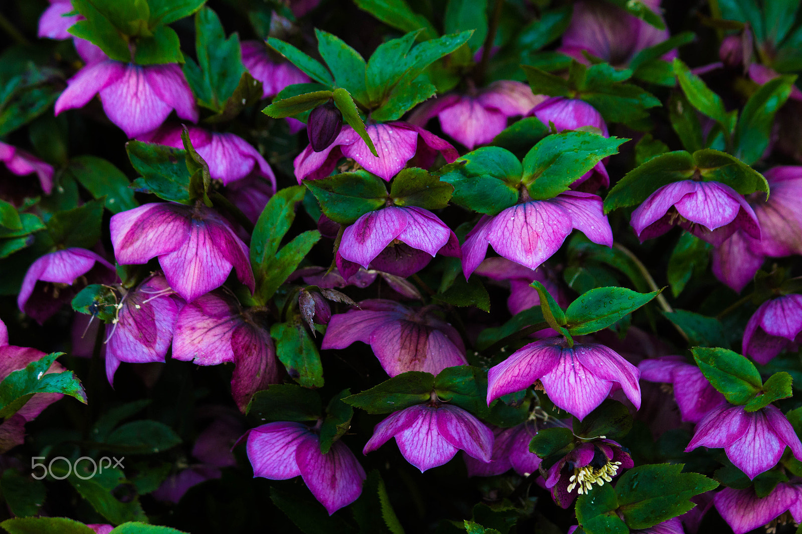 Canon EF 70-300mm F4-5.6 IS USM sample photo. Spring posse photography