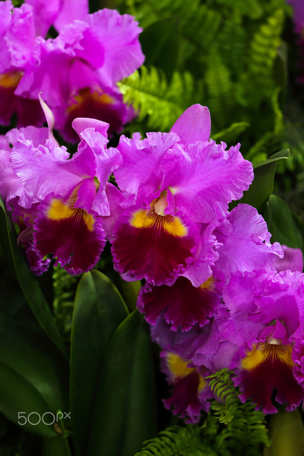 Canon EF 70-200mm F2.8L IS USM sample photo. Cattleya photography