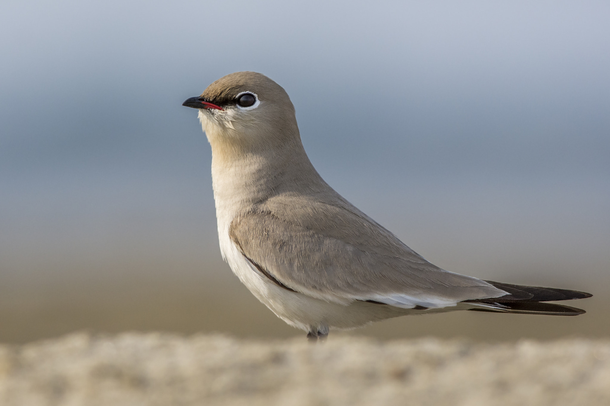 Nikon D7200 sample photo. Small pratincole photography