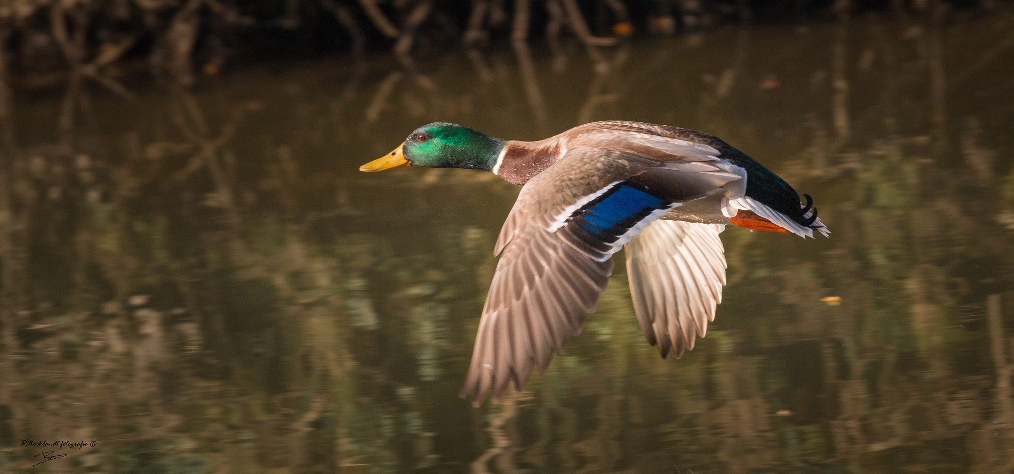 150-600mm F5-6.3 DG OS HSM | Contemporary 015 sample photo. Duck wild photography