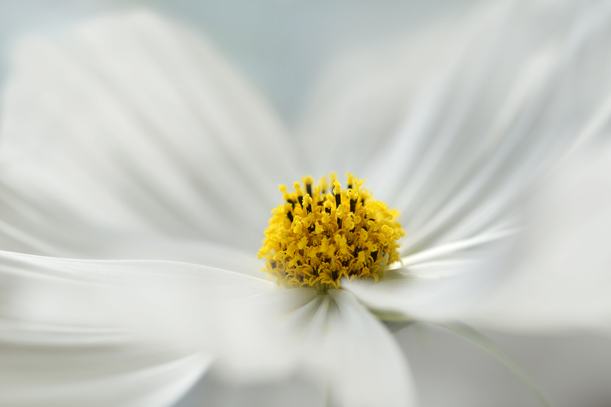 Nikon AF-S Micro-Nikkor 60mm F2.8G ED sample photo. White beauty photography