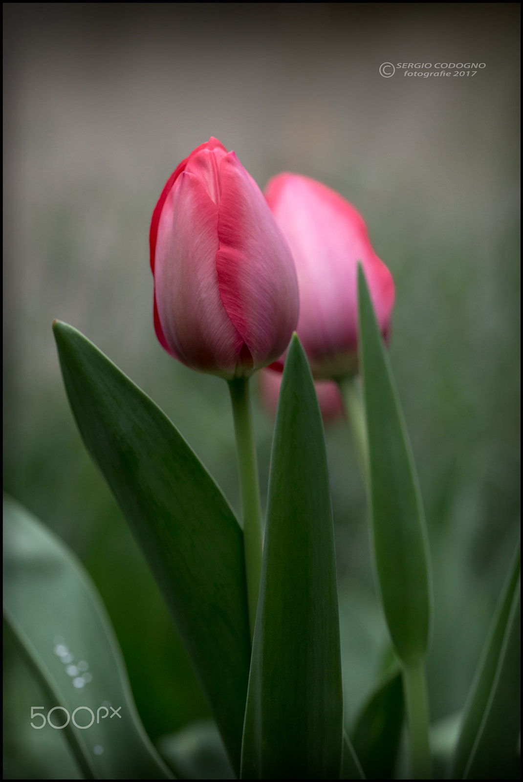 Sigma 105mm F2.8 EX DG OS HSM sample photo. Two red tulips photography