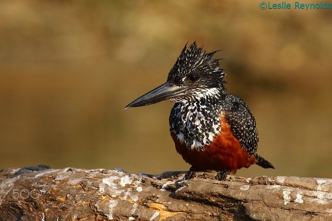 Canon EF 100-400mm F4.5-5.6L IS USM sample photo. Giant kingfisher shire river malawi photography