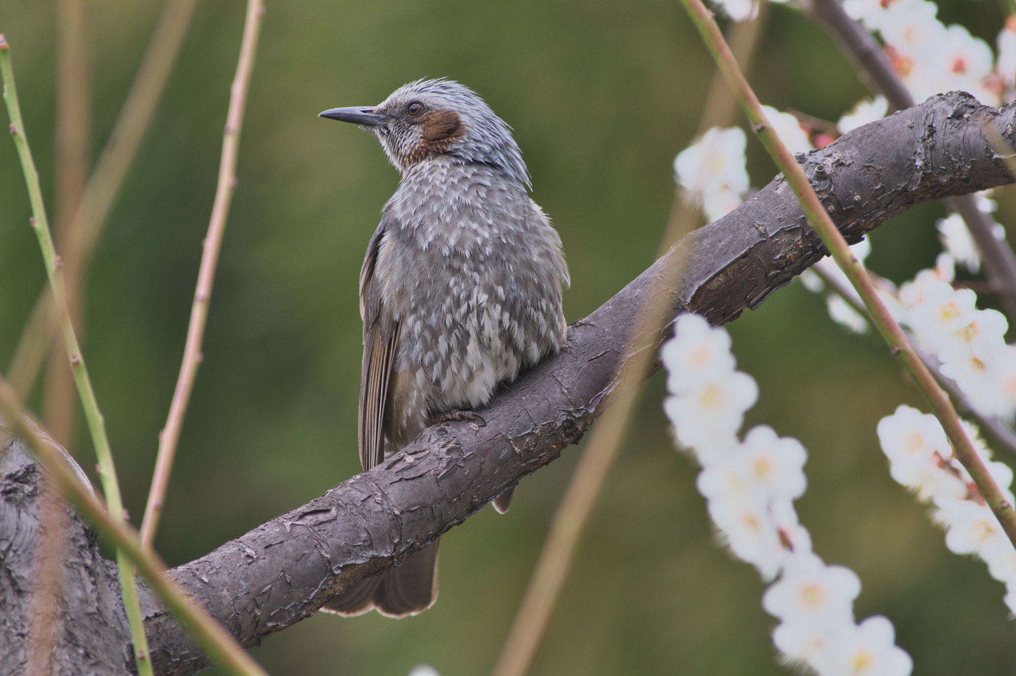 Pentax K-3 sample photo. Bulbul photography