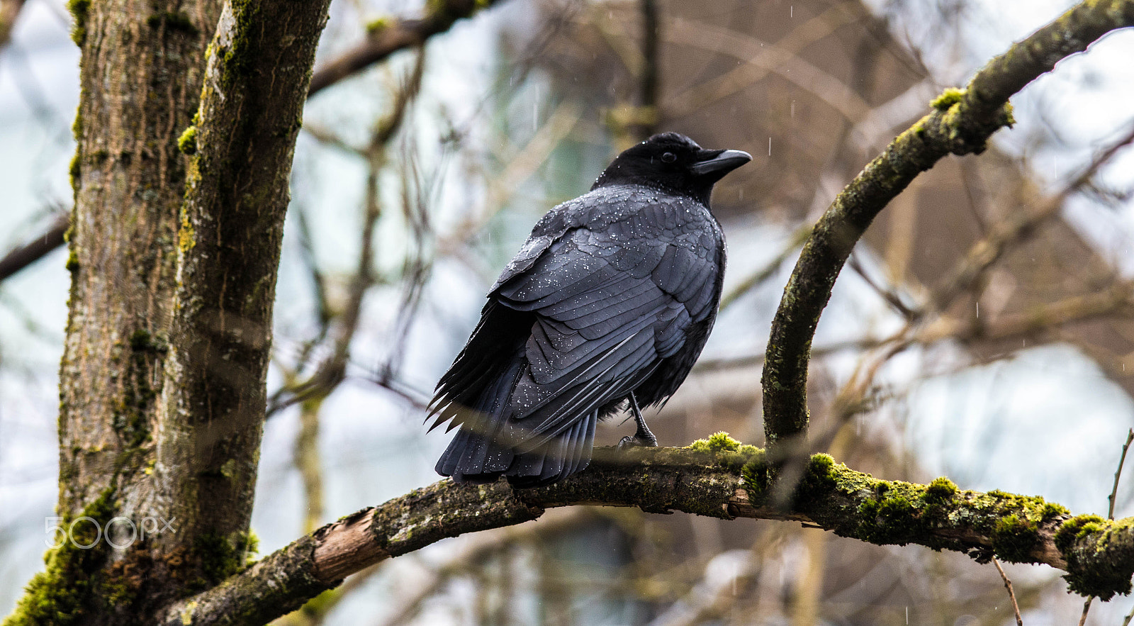 Canon EF 70-300mm F4-5.6 IS USM sample photo. Warrior waiting photography