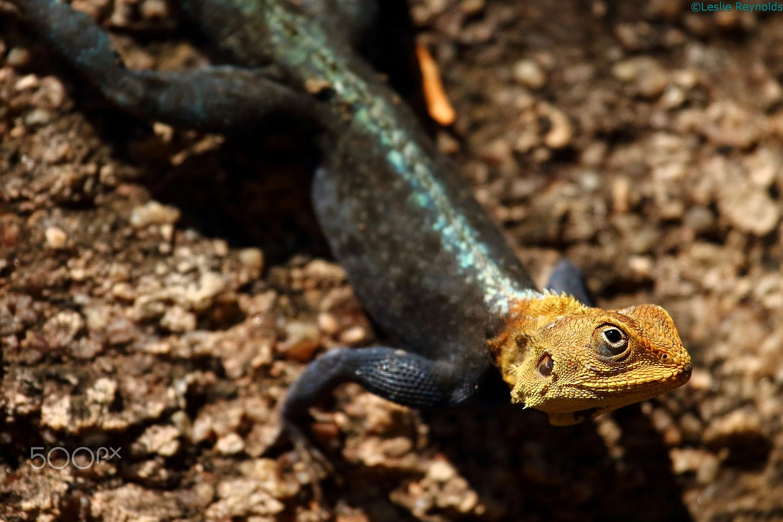 Canon EF 100-400mm F4.5-5.6L IS USM sample photo. Kirk's rock agama, malawi photography