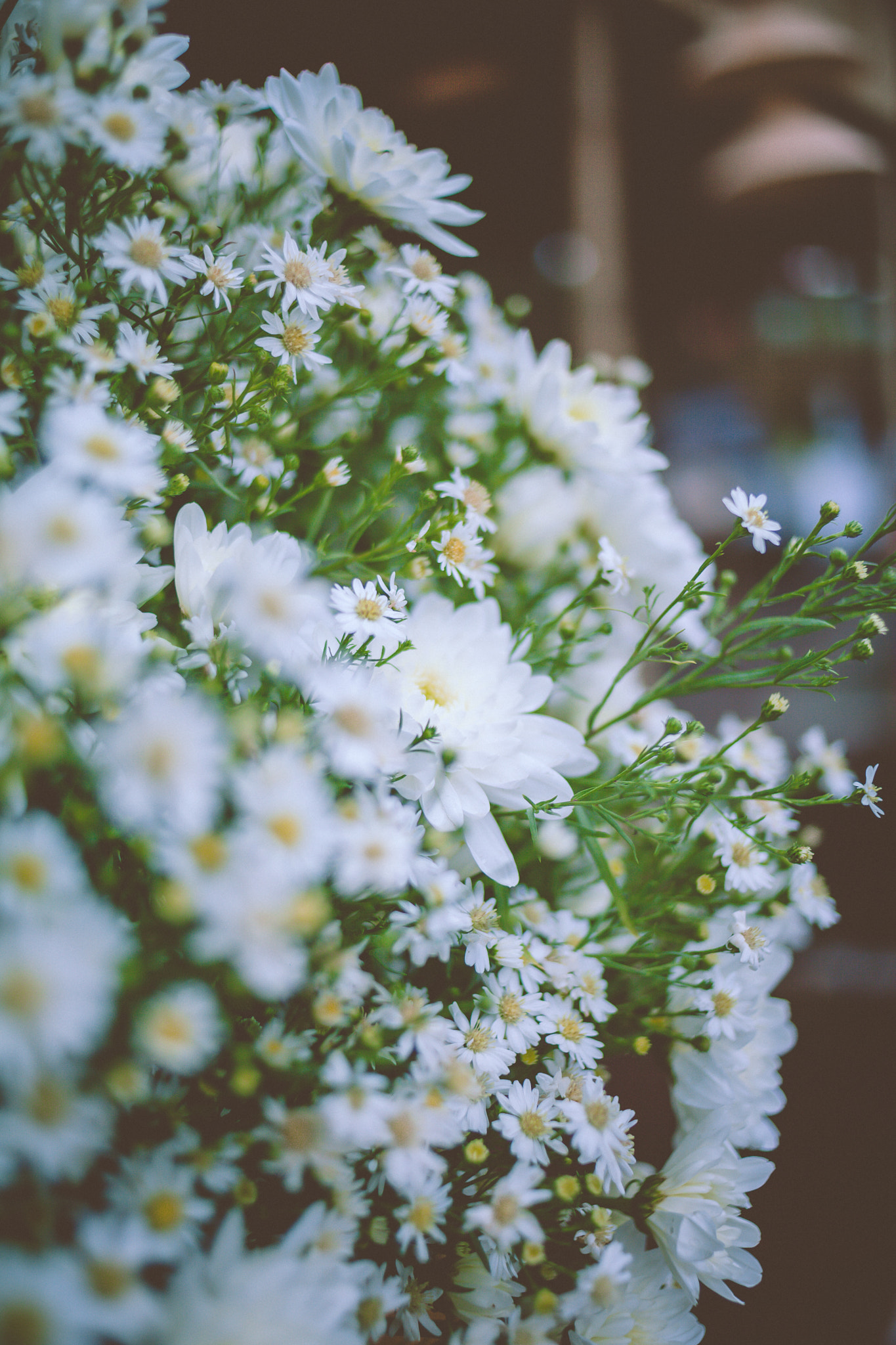 Canon EOS 5D Mark II + Canon EF 35mm F2 sample photo. Họa mi photography