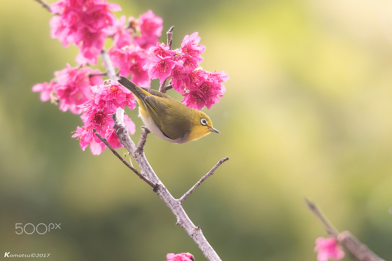 Nikon D810 + Nikon AF-S Nikkor 300mm F4D ED-IF sample photo. Spring photography