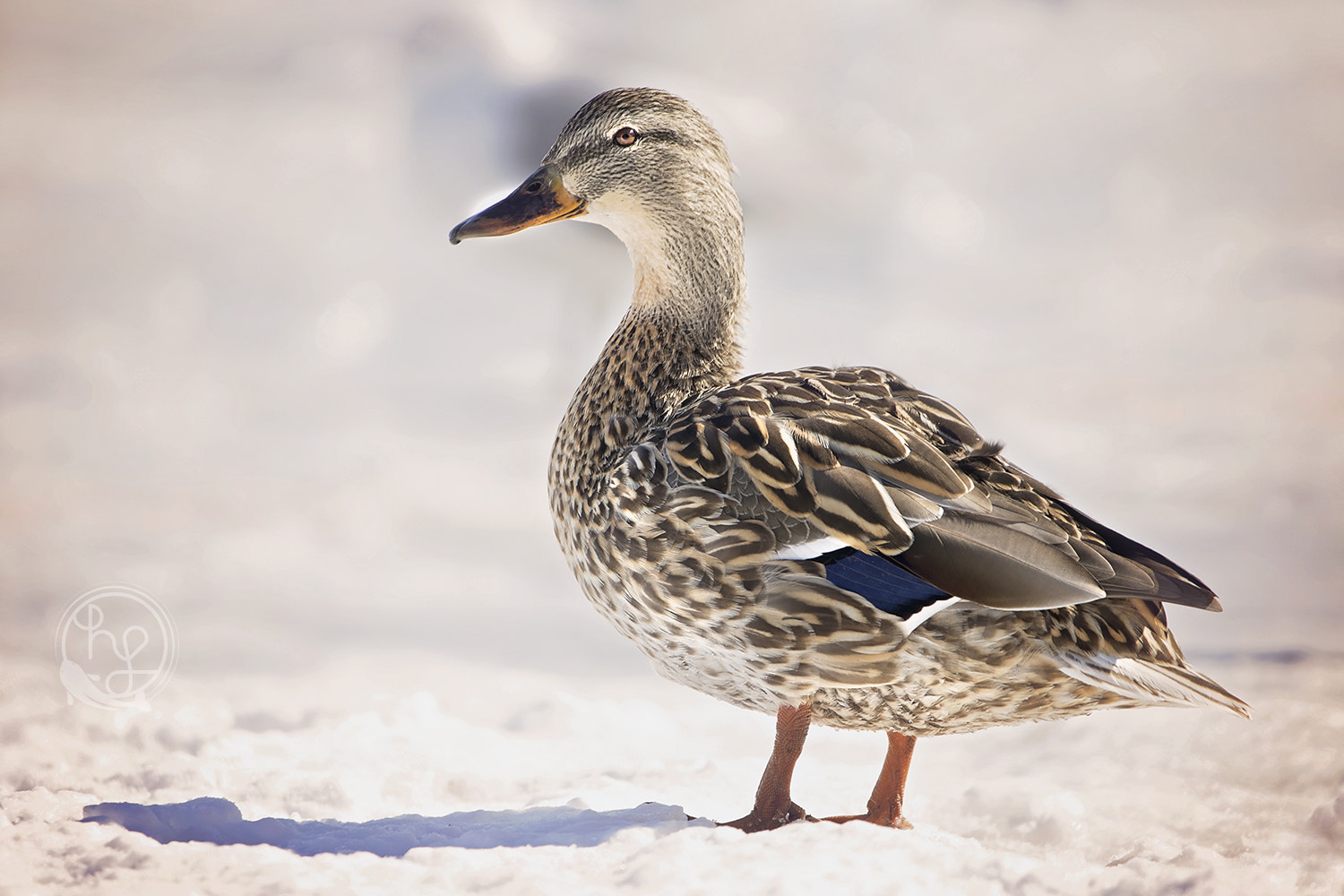150-600mm F5-6.3 DG OS HSM | Contemporary 015 sample photo. Canard-01 photography