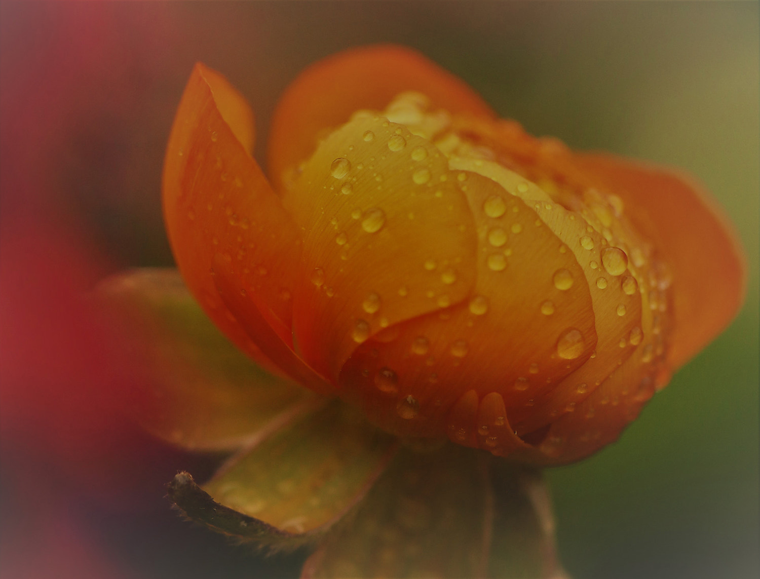 Canon EF 100mm F2.8L Macro IS USM sample photo. On a rainy day photography