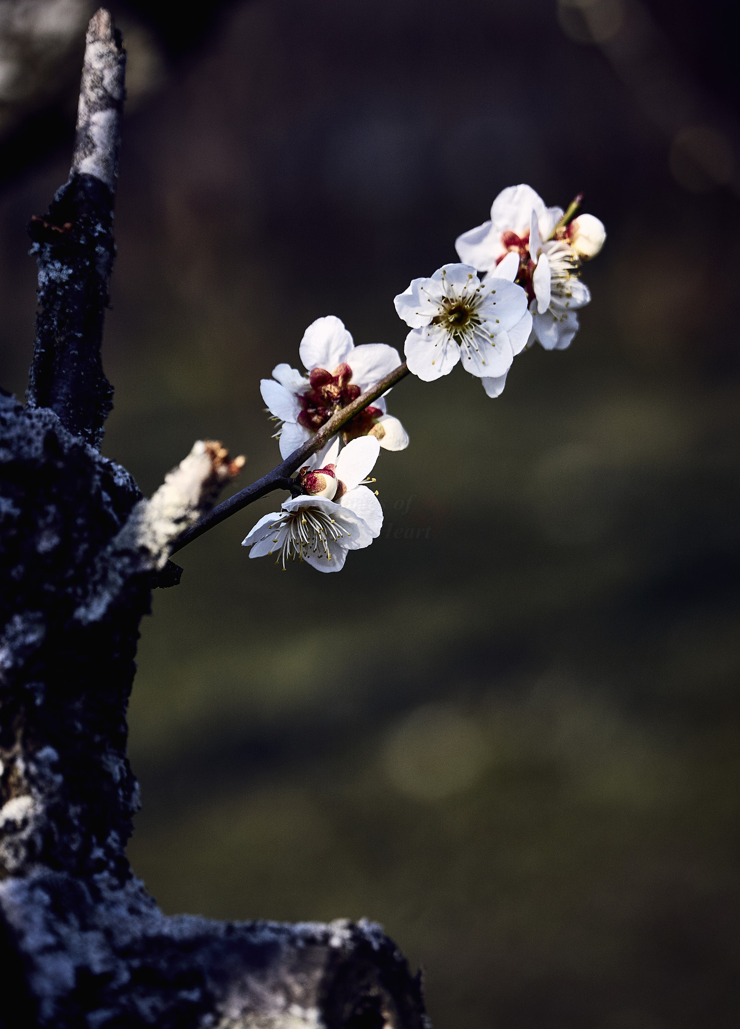 Sony E PZ 18-105mm F4 G OSS sample photo. Spring is coming  photography