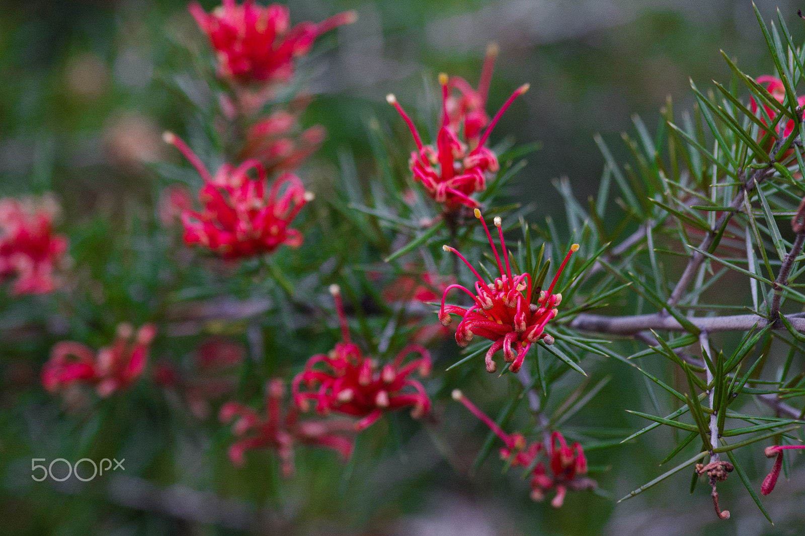 Canon EF 70-300mm F4-5.6 IS USM sample photo. Firestorm photography