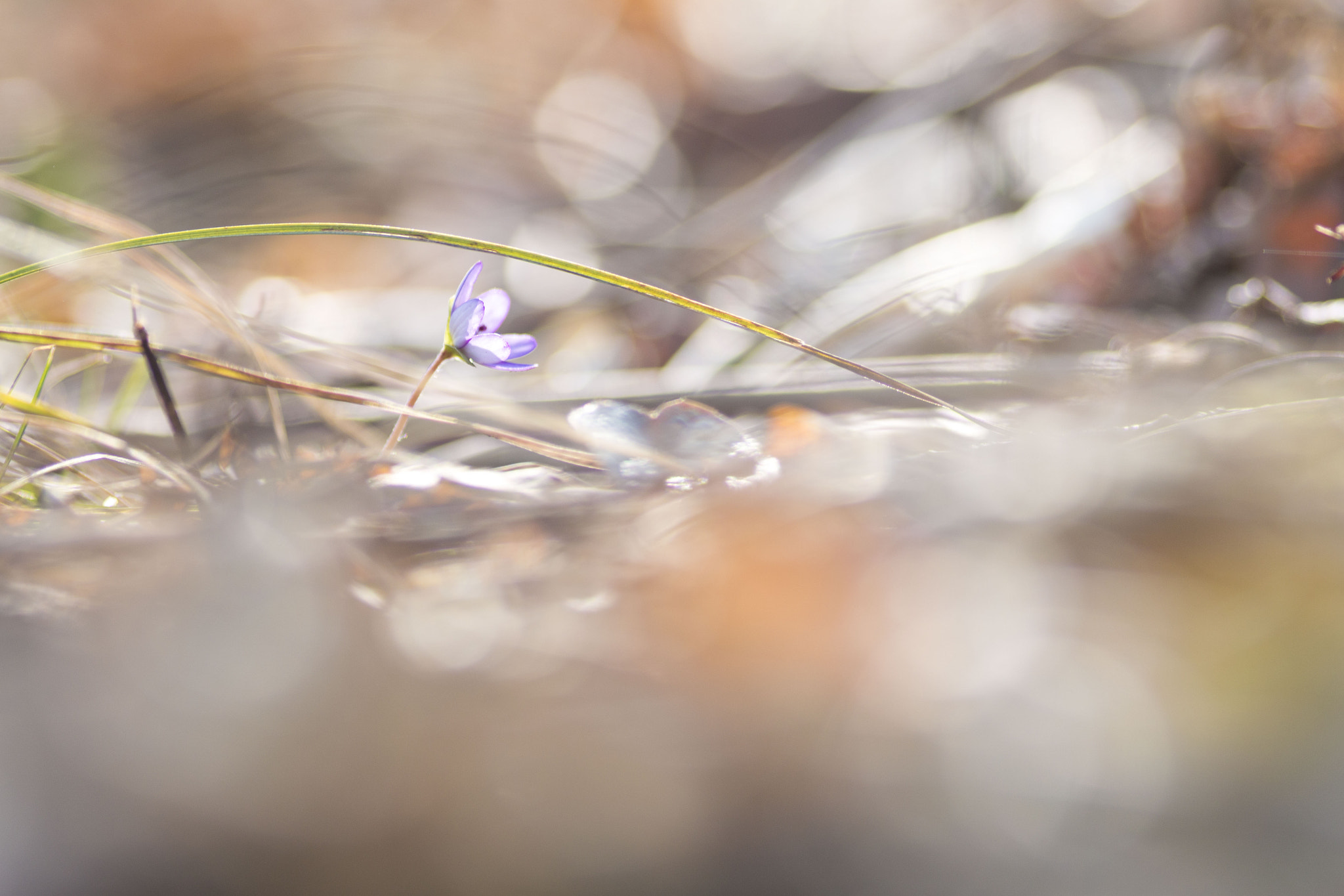 Canon EF 200mm F2.8L II USM sample photo. Hepatica photography