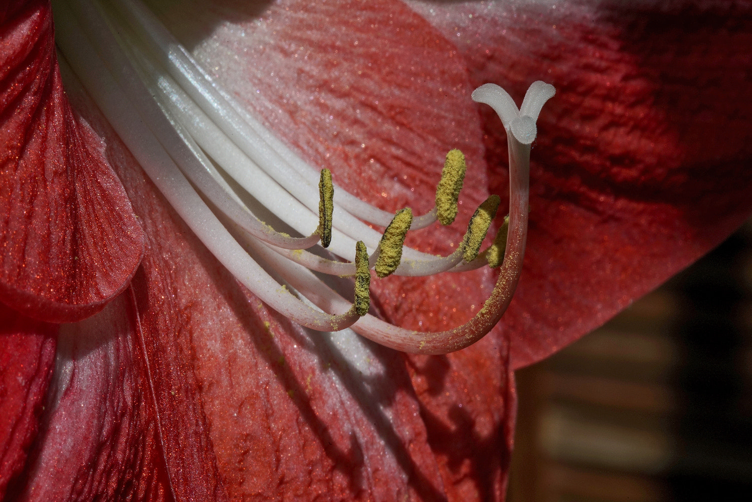 Sony a7R II + 100mm F2.8 SSM sample photo. Amaryllis photography