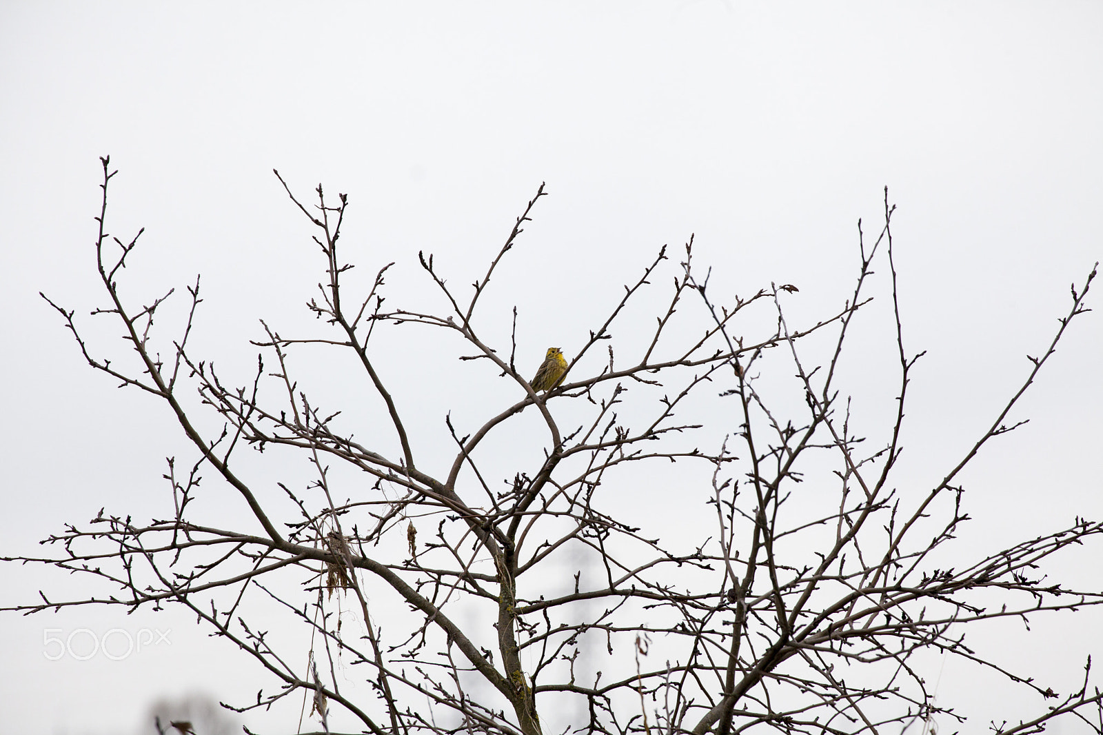 Canon EF 70-300mm F4-5.6L IS USM sample photo. A song photography