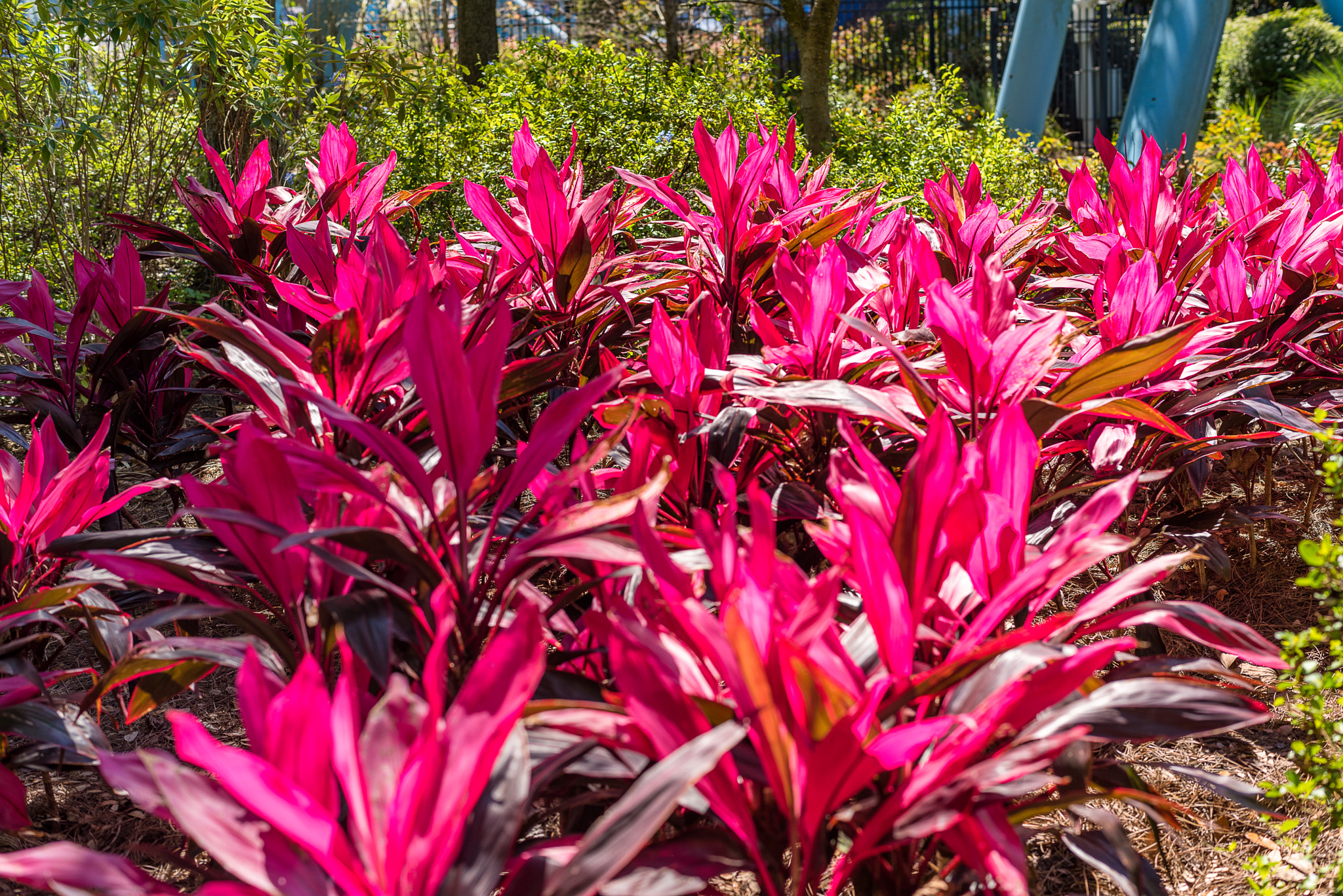 ZEISS Planar T* 50mm F1.4 sample photo. Fiery flowers photography