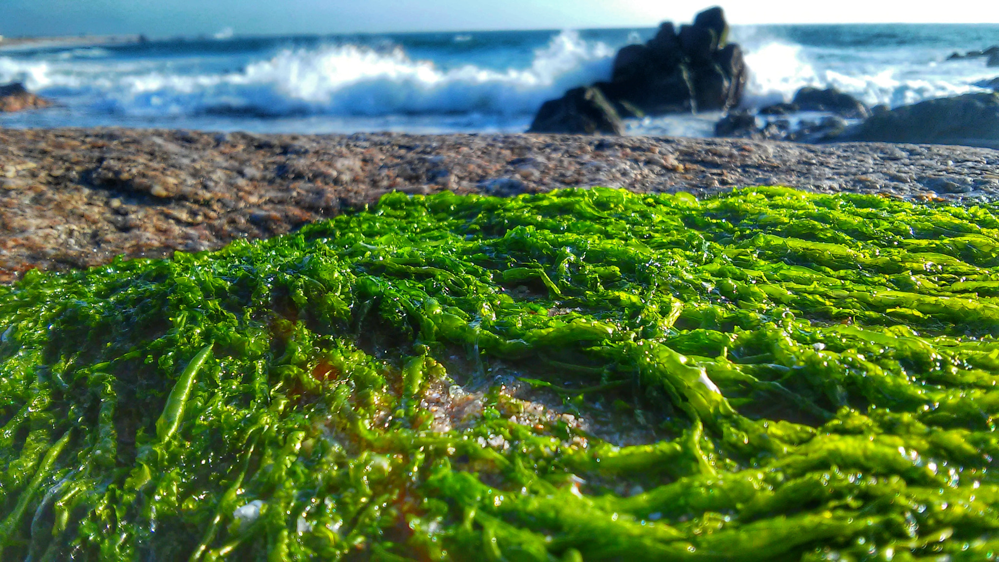 LG D405N sample photo. Waves of green photography