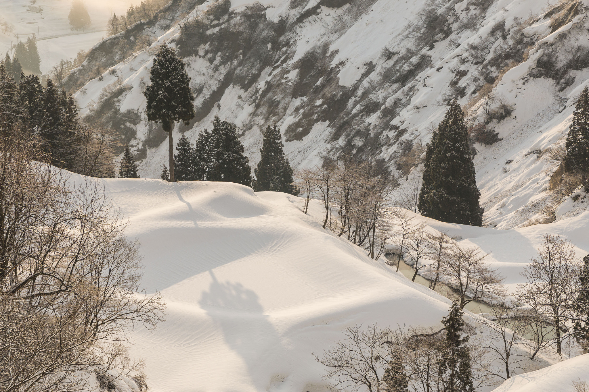 Canon EOS 70D + Sigma 17-70mm F2.8-4 DC Macro OS HSM sample photo. Symbolic tree photography