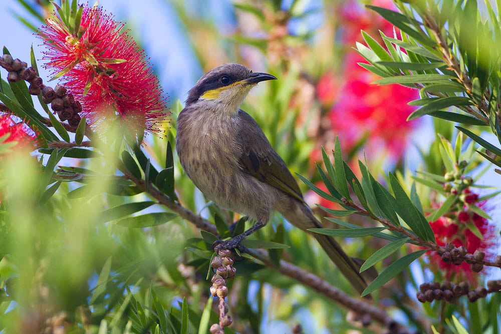 Canon EOS 7D + Canon EF 500mm F4L IS USM sample photo. Singing honeyeater photography