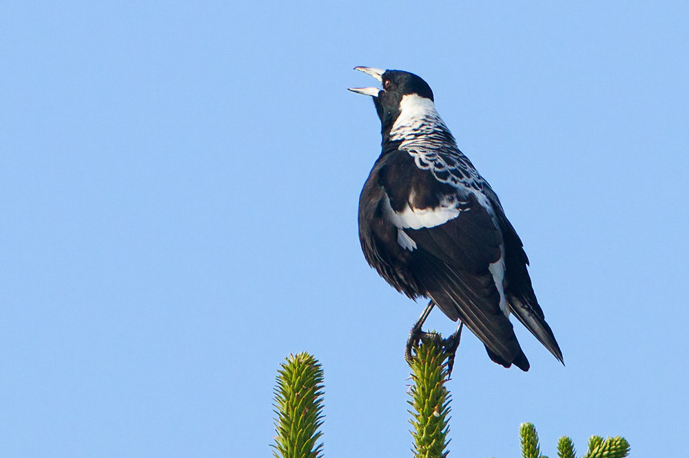 Canon EOS 7D + Canon EF 500mm F4L IS USM sample photo. Western australia magpie (gymnorhina tibicen dorsalis) photography