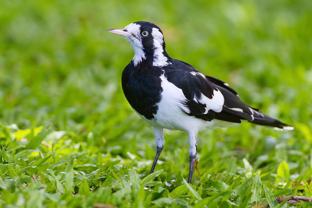 Canon EOS 7D + Canon EF 500mm F4L IS USM sample photo. Magpie lark photography